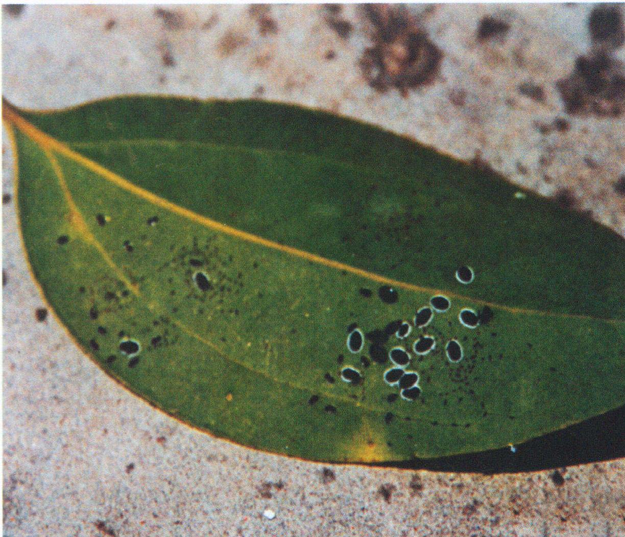 黑刺粉虱